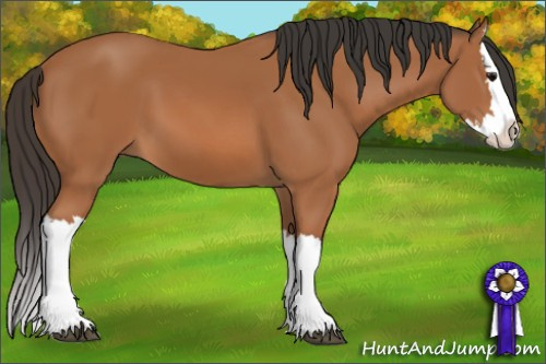 Horse Color: Bay Splash 