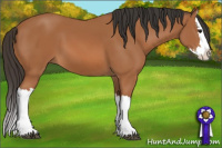 Horse Color:Bay Splash 