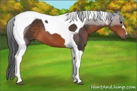 Horse Color:Brown Tobiano 