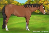 Horse Color:Bay Sabino