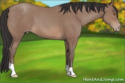 Horse Color: Unknown 