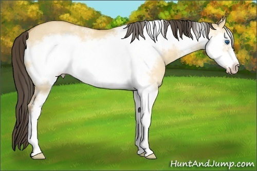 Horse Color: White Spotted Sable Cream Champagne Dun Frame Rabicano 