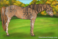 Horse Color:Gray White Spotted Black  Brindle