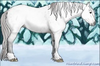 Horse Color:Gray Bay Ice Appaloosa 