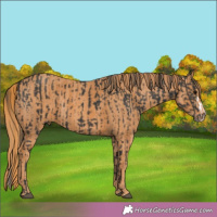 Horse Color:Black Splash Brindle