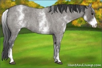 Horse Color:White Spotted Grullo Roan 