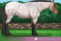 Horse Color:Bay Roan Blanket Rabicano 