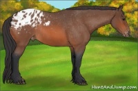 Horse Color:Bay Roan Appaloosa Rabicano 