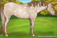 Horse Color:White Spotted Buckskin Roan Pearl 