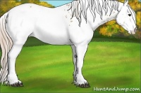 Horse Color:White Spotted Palomino 