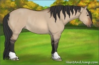 Horse Color:Bay Dun Rabicano 