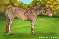 Horse Color:Gray White Spotted Black  Brindle
