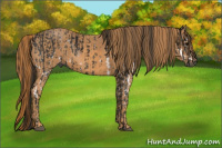 Horse Color:Gray White Spotted Black  Brindle