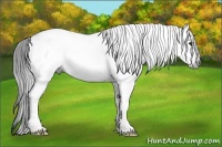 Horse Color:Gray White Spotted Black  Brindle