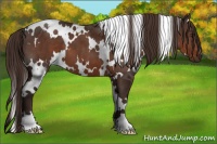 Horse Color:White Spotted Liver Chestnut 