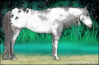 Horse Color:Brown Frame Appaloosa Rabicano 