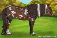 Horse Color:White Spotted Liver Chestnut Sabino 