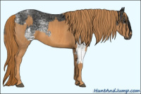 Horse Color:Gray White Spotted Black  Brindle