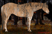 Horse Color:Gray White Spotted Black  Brindle