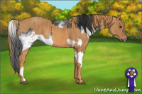 Horse Color:Gray White Spotted Black  Brindle