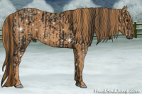 Horse Color:Gray White Spotted Black  Brindle