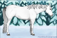 Horse Color:Gray White Spotted Black  Brindle