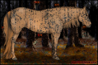 Horse Color:Gray White Spotted Black  Brindle