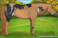 Horse Color:Gray White Spotted Black  Brindle