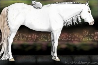 Horse Color:Red Dun Pearl Blanket Rabicano 
