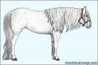 Horse Color:Gray White Spotted Black  Brindle