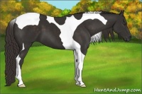 Horse Color:Liver Chestnut Tobiano 