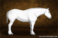 Horse Color:Gray White Spotted Black  Brindle
