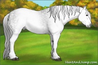 Horse Color:Gray White Spotted Black  Brindle