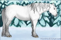 Horse Color:Gray White Spotted Black Brindle