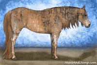 Horse Color:Gray White Spotted Black  Brindle