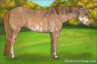 Horse Color:Gray White Spotted Grullo  Brindle