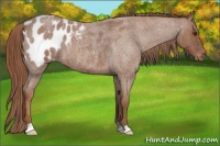 Horse Color:Red Roan Appaloosa