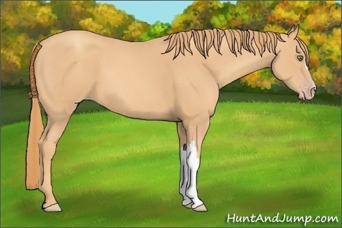 Horse Color:Gold Champagne