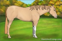 Horse Color:Gold Champagne 