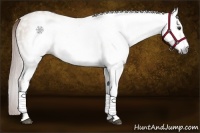 Horse Color:Gray White Spotted Red Dun Frame 
