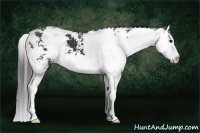 Horse Color:Black Sabino Splash 