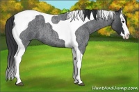 Horse Color:Blue Roan Splash Tobiano 