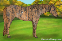 Horse Color:White Spotted Black  Brindle