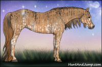 Horse Color:Gray White Spotted Black  Brindle