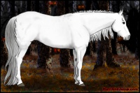 Horse Color:Gray White Spotted Black Blanket  Brindle