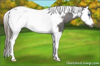 Horse Color:Smoky Black Splash Tobiano Frame Appaloosa 