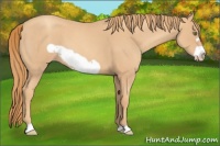 Horse Color:Gold Champagne Roan Frame 
