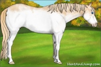 Horse Color:White Spotted Gold Champagne Roan Frame 