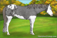 Horse Color:Smoky Black Splash Appaloosa 
