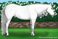 Horse Color:Gray White Spotted Black  Brindle